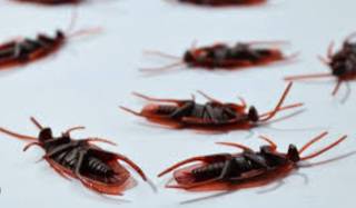 Чем травят тараканов в домашних условиях