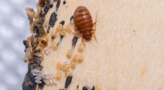 Як вивести постільних клопів за 1 день у домашніх умовах