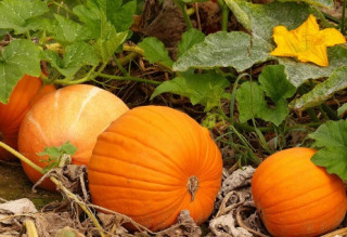 Названі продукти, які допоможуть швидше заснути