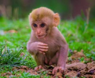 В ВОЗ бьют тревогу из-за оспы обезьян – готовится экстренное заседание