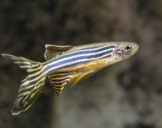 Вчені розповіли про дуже дивні риби