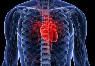 Китайці розповіли про згубний вплив самотності на здоров'я серця