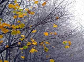 У Києві підбили синоптичні підсумки грудня