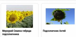 Как купить семена: все, что нужно знать о выборе посевного материала