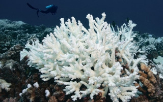 Понад 80% коралових рифів на Землі перебувають під загрозою зникнення