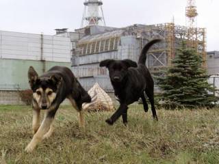 Американцы рассказали об эволюции чернобыльских собак