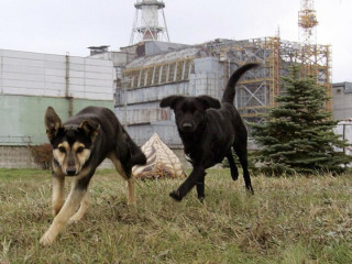 Американці розповіли про еволюцію чорнобильських собак
