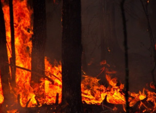 Біля Ізюму продовжується ліквідація лісових пожеж