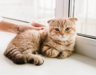Ученые бьют тревогу: люди могут заражаться птичьим гриппом от кошек