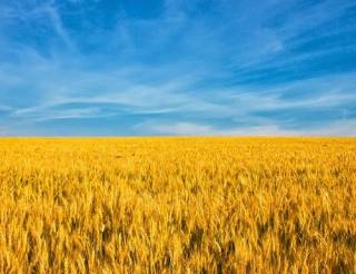 Озвучены потери украинского сельского хозяйства с начала войны