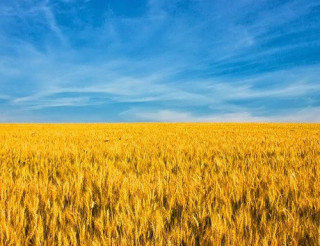 Озвучено втрати українського сільського господарства з початку війни