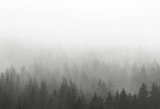 Швейцарці провели незвичайний експеримент із деревами