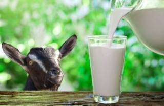 Медики посоветовали пожилым людям пить козье молоко