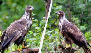 Около Чернобыля нашли редкого хищника