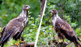Біля Чорнобиля знайшли рідкісного хижака