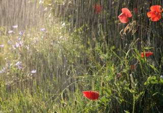 В Украину возвращаются дожди – прогноз на ближайшие дни
