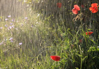 В Україну повертаються дощі – прогноз на найближчі дні