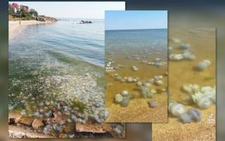 Ситуация в Азовском море близка к экологической катастрофе, — ЦПД