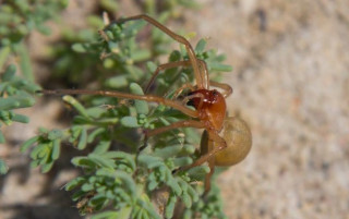 На Одещині дослідники зустріли нового отруйного павука