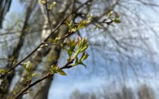 Весна приходитиме вже в січні, — кліматолог