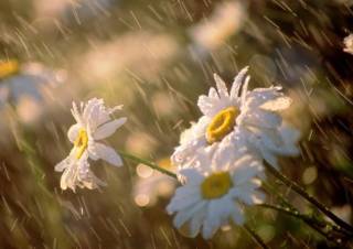 Стало известно, когда в Украину вернутся дожди