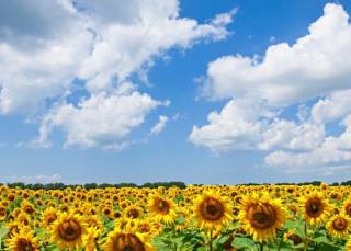 Гидрометцентр рассказал, чем будет радовать погода украинцев