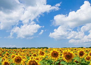 Гідрометцентр розповів, чим радуватиме погода українців