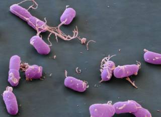 В США мужчина заразился чумой