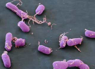 У США чоловік заразився чумою