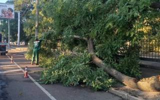 В Одессе ураган повалил более 70 деревьев