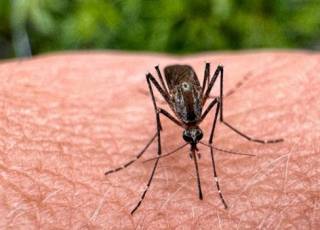 Во Франции бушует лихорадка чикунгунья