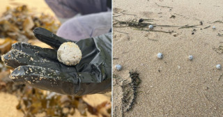 На австралійських пляжах виявили щось дивне