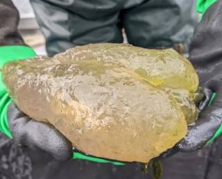 В водоемах США обнаружили кое-что жуткое