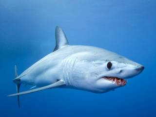 В США акула напала на маленького ребенка