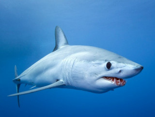 У США акула напала на маленьку дитину