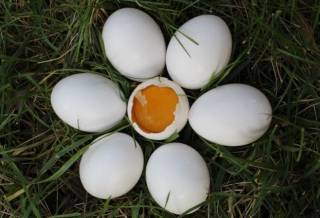 Ученые из США развенчали популярный миф о яйцах