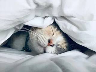 Американцы поведали, как сделать сны ярче