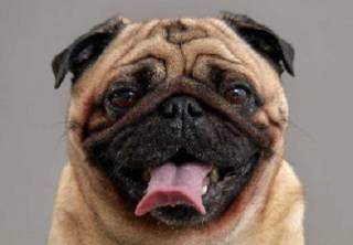 Ученые узнали о собаках кое-что очень важное