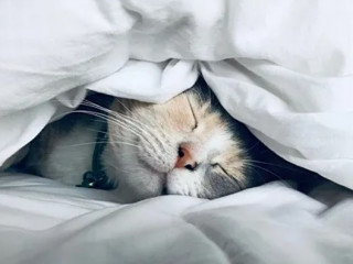 Американці розповіли, як зробити сни яскравішими