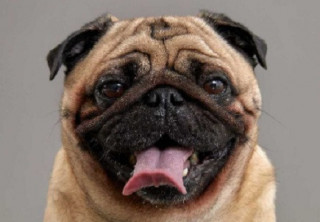 Вчені дізналися про собак дещо дуже важливе