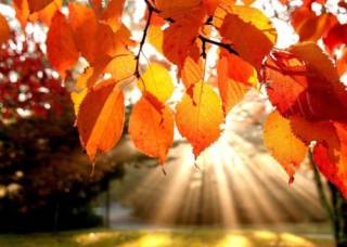 В начале рабочей недели украинцев будет ждать весьма комфортная погода