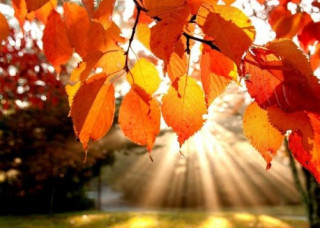 На початку робочого тижня на українців чекатиме дуже комфортна погода