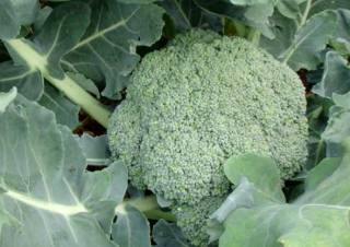 Названы овощи, которые помогают контролировать уровень сахара в крови