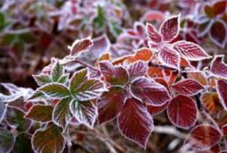 Синоптики попередили українців про майбутні заморозки