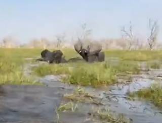 Появилось видео, как в Ботсване слон напал на туристов