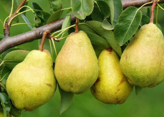 Медик пояснив, чим же такі корисні груші.