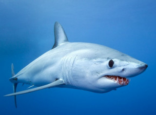 Мексиканець вижив у страшній битві з акулою