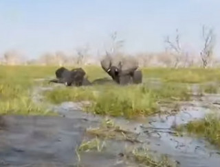 З'явилося відео, як у Ботсвані слон напав на туристів