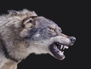 Волки-людоеды убивают местных жителей в Индии