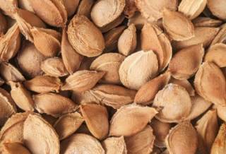 Медик предупредила о вреде абрикосовых косточек